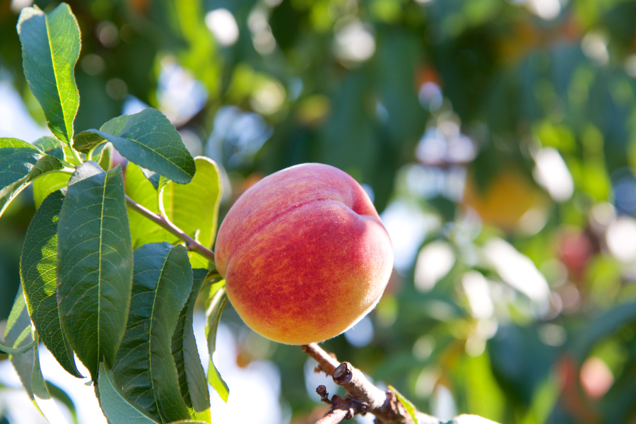 Delicious peach ready to be picked