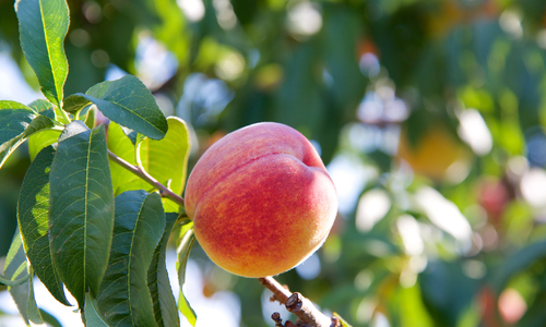 Delicious peach ready to be picked