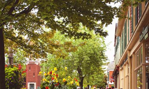 Picture of Tree in Old Town NOTL