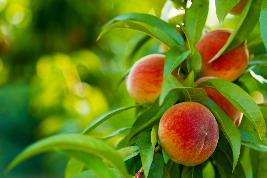 Peaches on Tree