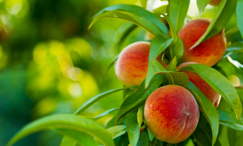 Peaches on Tree